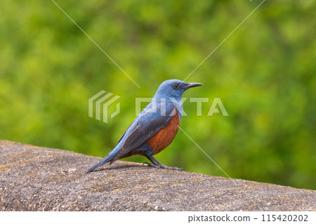 Blue Rock Thrush Blue Rock Thrush 115420202