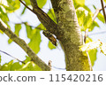 Abra Zemi catching trees 115420216