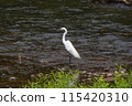 Search for bait in the river Shirajiri 115420310