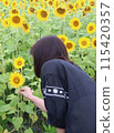 A woman taking a sunflower 115420357