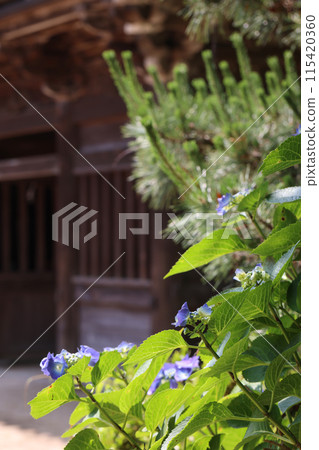 hydrangea   115420360