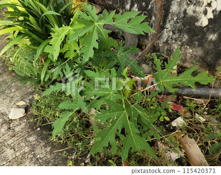 wild plants that live on the ground with unique green trees 115420371