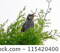 Bulbul perching on a tree 115420400