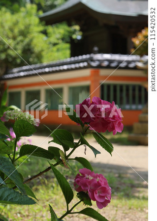 hydrangea hydrangea 115420532