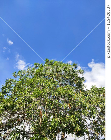 view of trees with a beautiful blue sky behind the screen accompanied by clouds 115420537