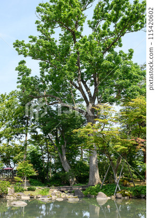 Giant Zelkova and Ash Trees, Former Ikeda Garden, Akita Prefecture Giant Zelkova and Ash Trees, Former Ikeda Garden, Akita Prefecture 115420602