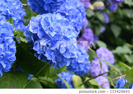 藍紫色繡球花/繡球花 115420643