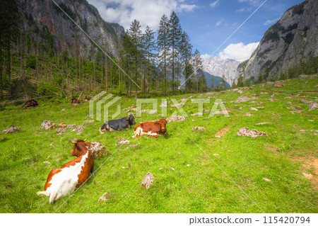 Alpine meadow with cows and rustic houses in Berchtesgaden National Park 115420794