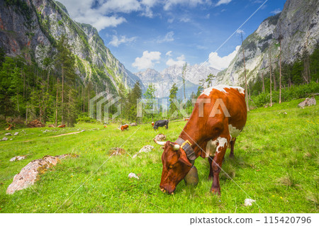 Alpine meadow with cows and rustic houses in Berchtesgaden National Park Alpine meadow with cows and rustic houses in Berchtesgaden National Park 115420796