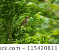 A common reed bunting singing among the fresh greenery 115420811