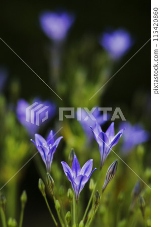 初夏可愛的紫色小花 初夏可愛的紫色小花 115420860
