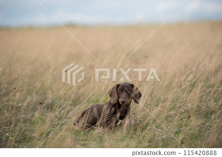 Adorable dachshund puppy playing in the grass Adorable dachshund puppy playing in the grass 115420888