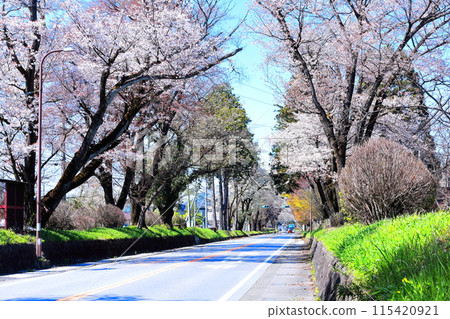 日光高速公路櫻花樹/栃木縣宇都宮市 115420921