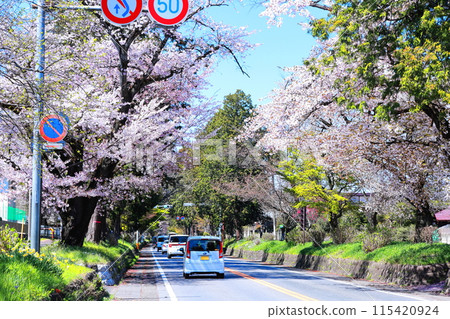 日光高速公路櫻花樹/栃木縣宇都宮市 115420924