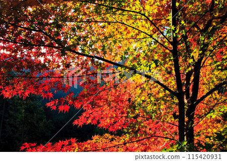 Autumn leaves 115420931