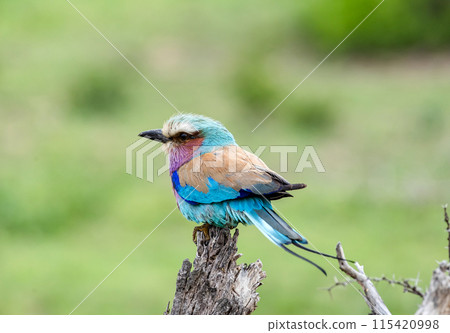 European roller, colorful bird on dry branch, green background. South Africa, Kruger National Park safari 115420998