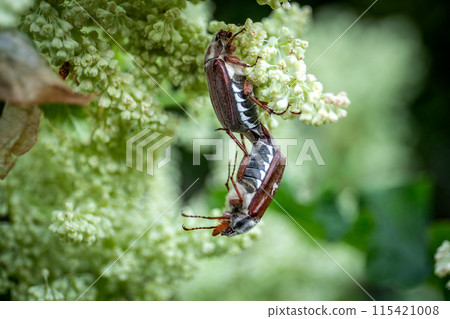 Closup of may beetle pair in rhubarb blossom, garden pests 115421008