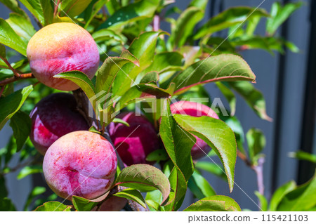 Plum tree branch with ripening big purple plums Plum tree branch with ripening big purple plums 115421103