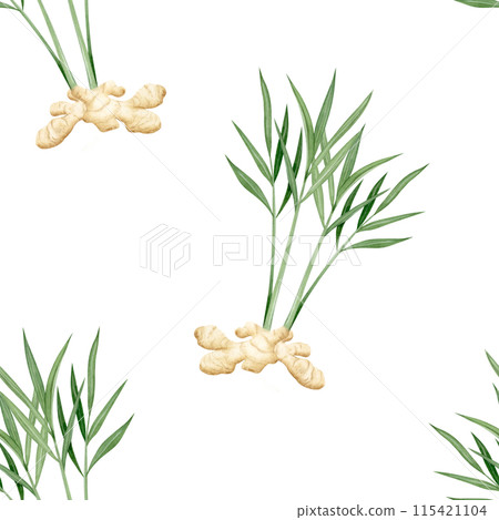 Watercolor growing ginger roots with green leaves and stems seamless pattern on white background in beige colors and realistic style. Spicy fresh vegetable for kitchen, cookbooks and organic products Watercolor growing ginger roots with green leaves and stems seamless pattern on white background in beige colors and realistic style. Spicy fresh vegetable for kitchen, cookbooks and organic products 115421104
