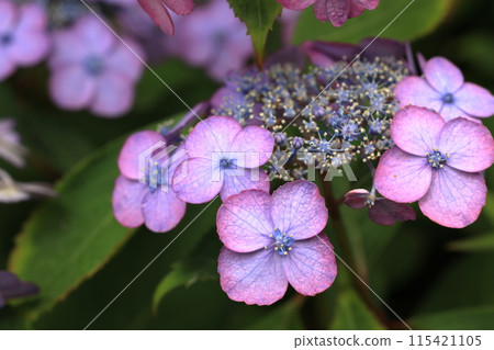 Hydrangea 115421105