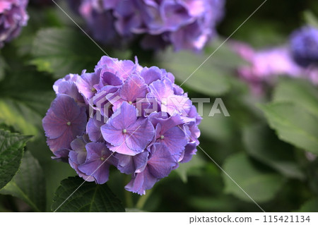 Hydrangea 115421134