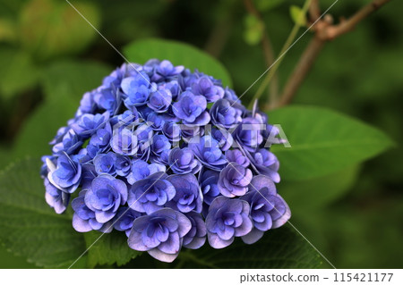 Hydrangea 115421177