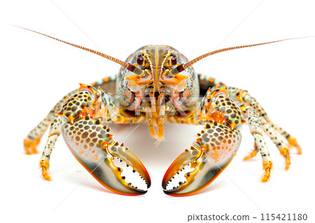 Calico Crayfish or crab isolated on white background with clipping path 115421180