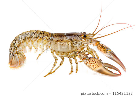 White River crayfish or crab isolated on white background with clipping path 115421182