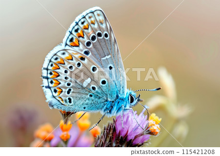 Beautiful Common Blue butterfly rests among the foliage of a garden 115421208