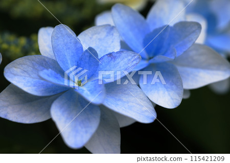 Hydrangea Hydrangea 115421209