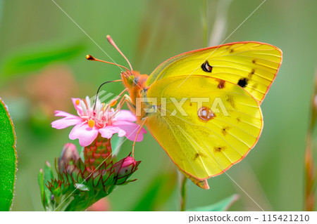 Beautiful Clouded Yellow butterfly rests among the foliage of a garden 115421210