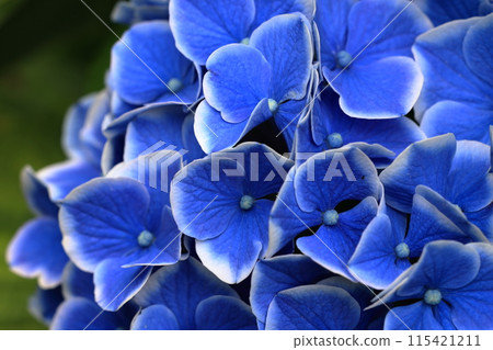 Hydrangea 115421211
