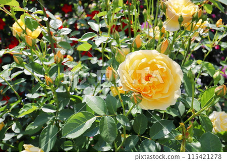 Yellow roses in the rose garden Yellow roses in the rose garden 115421278