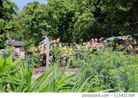 Rose garden view Rose garden view 115421309