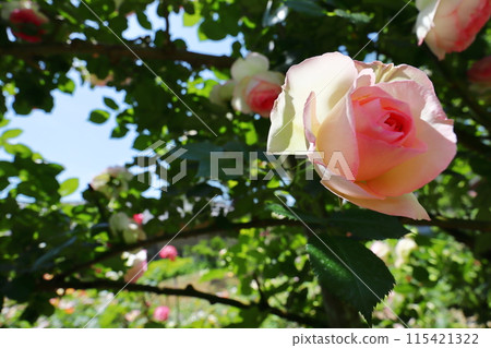 玫瑰園裡粉紅的玫瑰在藍天的襯托下閃閃發光 115421322