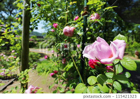 玫瑰園裡粉紅的玫瑰在藍天的襯托下閃閃發光 玫瑰園裡粉紅的玫瑰在藍天的襯托下閃閃發光 115421323