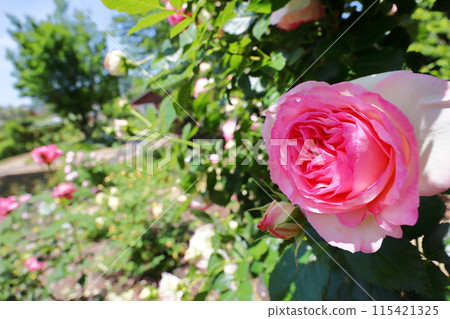 玫瑰園裡粉紅的玫瑰在藍天的襯托下閃閃發光 115421325