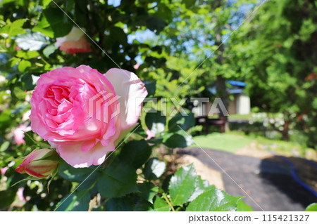 玫瑰園裡粉紅的玫瑰在藍天的襯托下閃閃發光 115421327