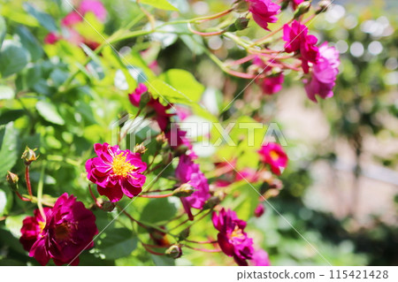 玫瑰園裡盛開的洋紅色半重瓣玫瑰 115421428