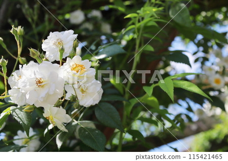 Semi-double white roses in the rose garden Semi-double white roses in the rose garden 115421465