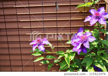Purple clematis flowers in the rose garden Purple clematis flowers in the rose garden 115421479