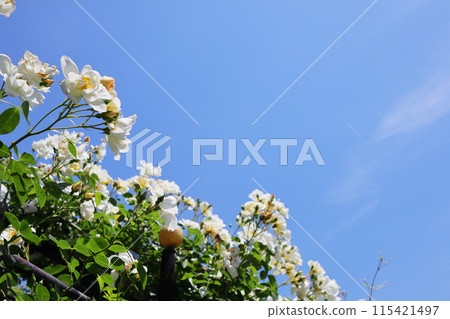 White semi-double roses in a rose garden 115421497