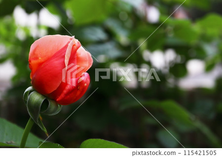 玫瑰杏糖花蕾 115421505