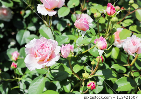 玫瑰園裡的淡粉色玫瑰 115421507