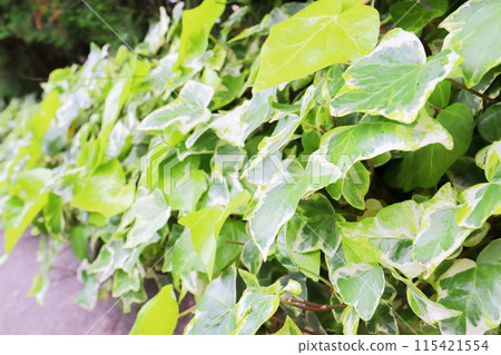 Variegated ivy in the garden Variegated ivy in the garden 115421554