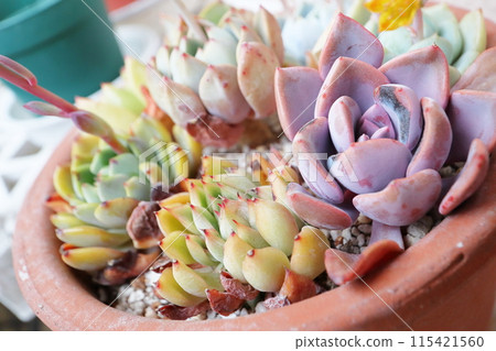 Planting succulent plants Planting succulent plants 115421560