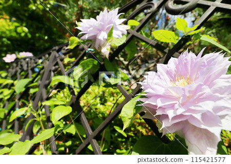 Clematis entangled in a fence - Bell of Walking 115421577
