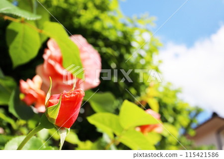Vermilion roses in the garden, apricot candy buds and blue sky Vermilion roses in the garden, apricot candy buds and blue sky 115421586