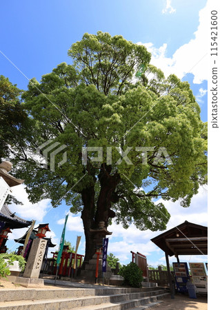 神社的神樹在藍天的背景下熠熠生輝 115421600