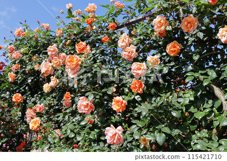 Pink roses blooming in the hedge of a rose garden Pink roses blooming in the hedge of a rose garden 115421710